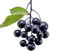 Elderberry Brightening Extract